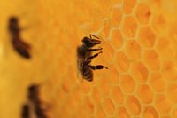 Beeswax is used by honey bees to make honeycomb cells.
