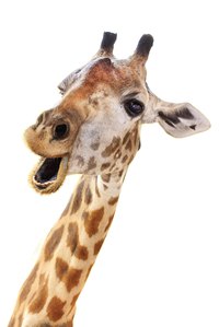 Capture the stand-out (and stand-tall!) look of a giraffe in your homemade costume.