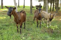 Three goats outdoors