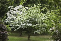 A flowering Korean dogwood growing in the yard in the spring.