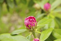 Not pruning off all the buds ensures flowers each season.