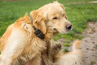 A dog scratching himself in a park.