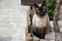 Cat sitting outdoors