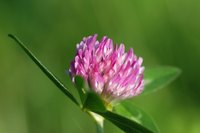 Close-up of red clover