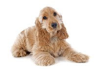 Urinary incontinence is common in the cocker spaniel breed.