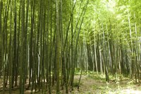 A path through a bamboo forest.