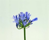 Determine if your agapanthus is decidious or evergreen.