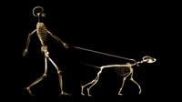 Not every bone in a skeleton needs to be individually formed.