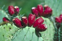 Prickly pears are members of the tribe Opunitieae.