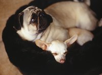 Two dogs are sleeping together.