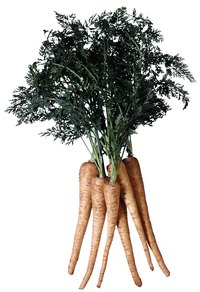 Peel parsnips immediately before cooking so they don't discolor.