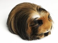 Wrapping keeps a silkie guinea's coat looking smooth and sleek.