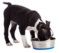 He'll need to go outside shortly after sticking his nose in the bowl.