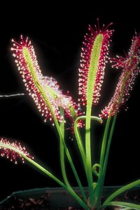 Sundew plants trap insect prey in a dew-like liquid.