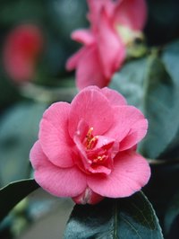 Several camellia species provide tea leaves.