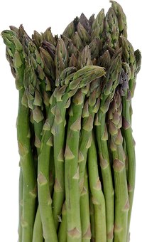 Cut asparagus spears before the tops start to open or fern out.