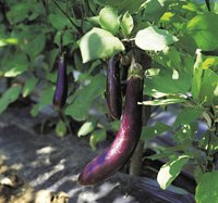 Take cuttings from mature plants to start a new eggplant crop in your garden.