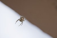 Spiders prefer undisturbed areas in the yard and home.