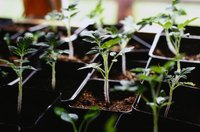 Care during transplanting helps prevent yellow leaves afterwards.