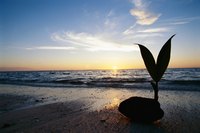 A coconut fruit takes three to six months to sprout.