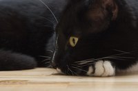 Keeping your cat indoors minimizes her risk of contracting mites.