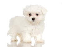 Groom a Maltese puppy's eyes with care.