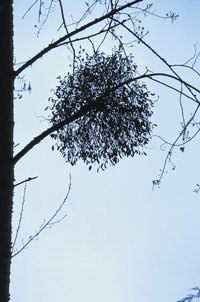 Although parasitic and often undesirable, mistletoe is not invasive.