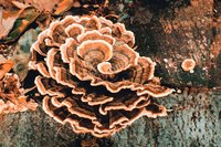 Maitake were currency in medieval Japan.