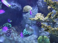 Every aquarium needs some type of filtration system.