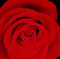 A rose is an universal symbol of love.