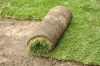 Water the soil surface before laying sod.