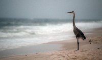 You can just chill on the beach, but there's much more to the Gulf Coast area.