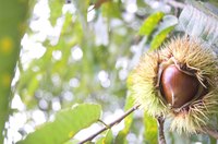 Chestnuts once grew prolifically on the East Coast.