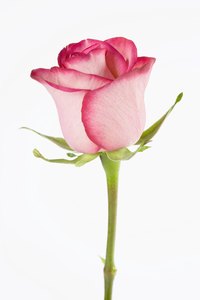 Rose buds take a couple weeks to become fully open roses.