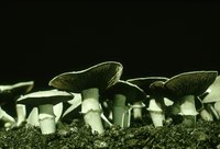 Fruiting chambers provide a sterile place for mushrooms to grow.