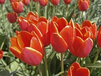 Tulips are hardy perennials that brighten Colorado gardens.