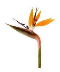 Bird-of-paradise is a taxonomic relative of edible banana species.
