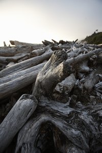 Driftwood is one of nature's gifts.