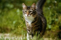 Her eosinophils may be elevated because she has parasites.