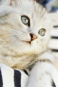 Your cat's eyes should be bright and clear.