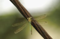 Dragonflies are recognizable by their long, thin, wispy wings.