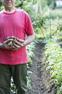 Potatoes don't need much water, but too little stunts the crop.