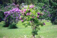 Exposed lilacs will need protection in harsh winters.