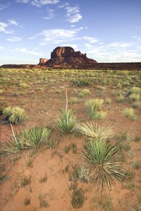 Yucca thrives in hot, dry climates.