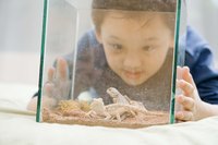 Boy looking at a pet lizard