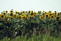 Healthy seedlings eventually produce abundant flowers.