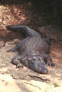 Keep a picture of an alligator on hand for reference.