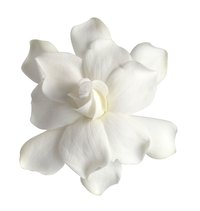 The floral aroma of gardenia is a common perfume and aromatherapy note.