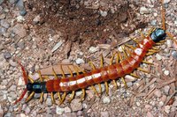 Centipedes may not be deadly, but they're unwelcome in most homes.