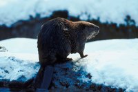 Beaver meat is not only edible, but the tail is considered a delicacy.